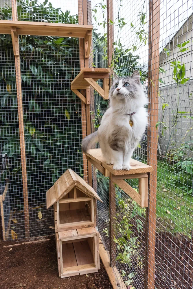 Simple Wood and Mesh Catio