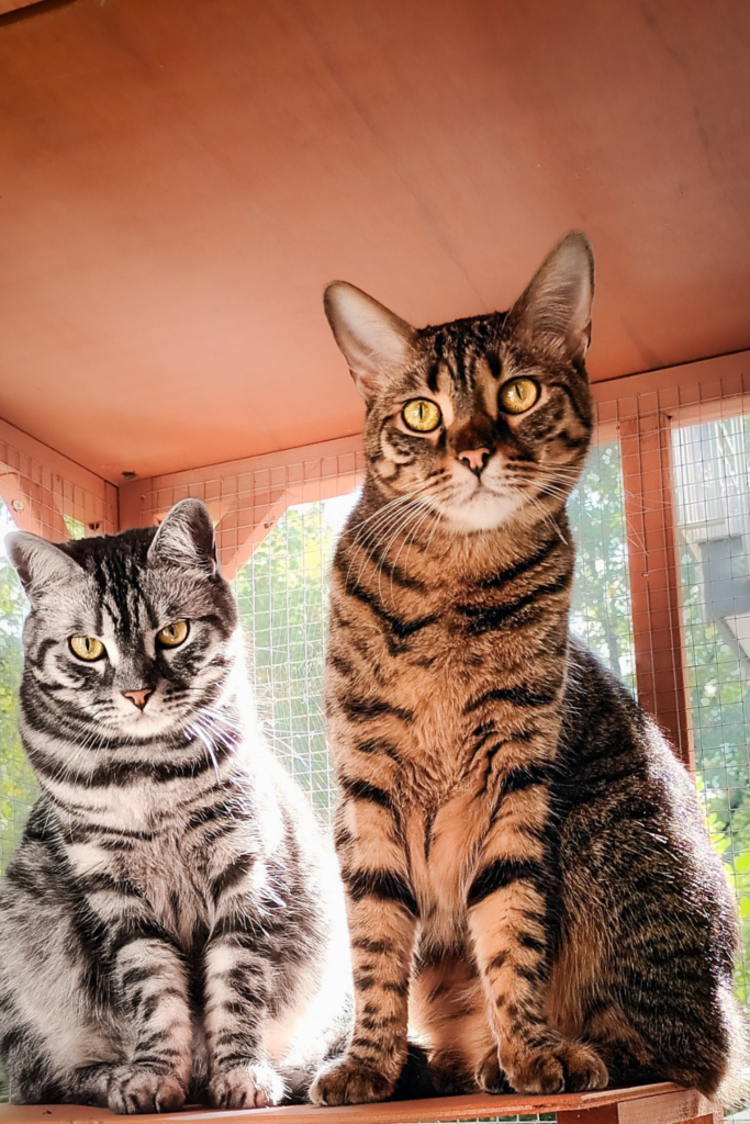 A shorthair cat with silver tabby markings sits on a wooden stool next to another cat
