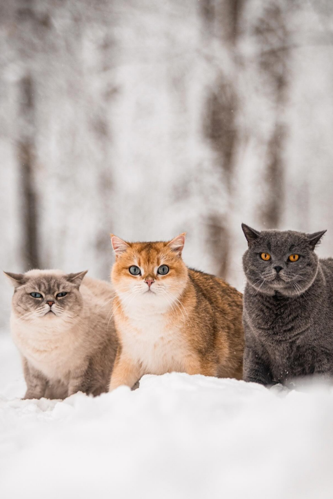 3 cats in the snow