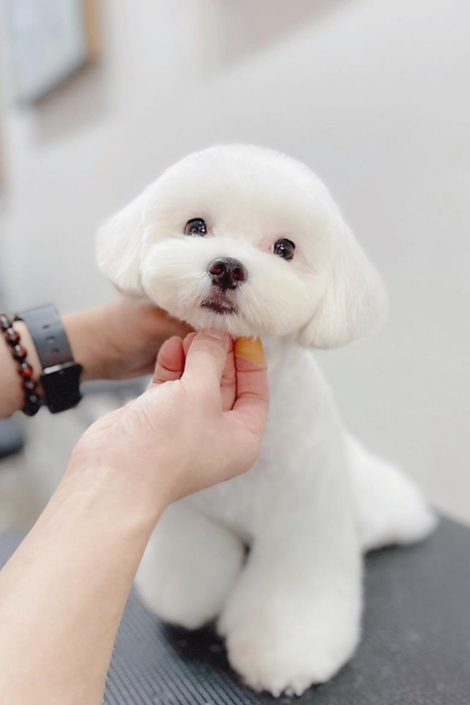 A Maltese dog with a teddy bear look