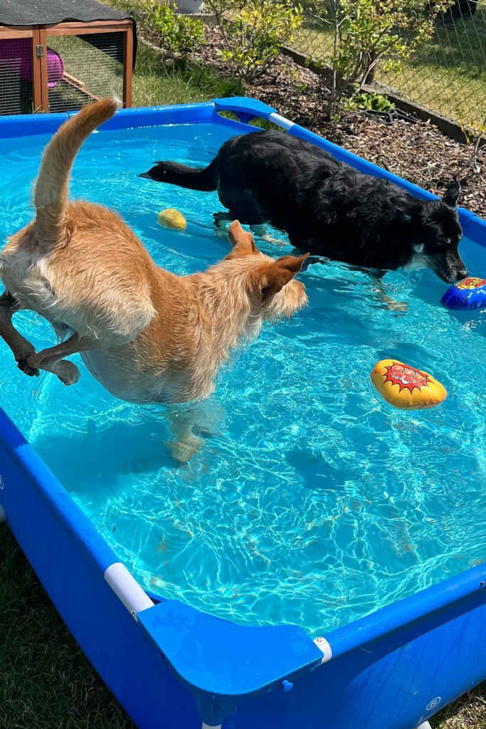 A brown and a black dog playing in a pool