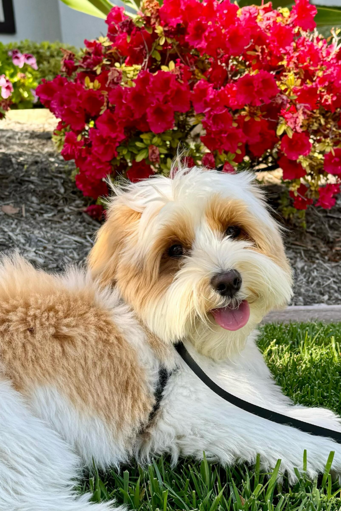 A brown and white Havanese dog is laying in the grass next to a bush of red flowers.