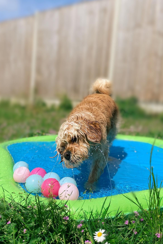 A brown dog playing in a shallow pool