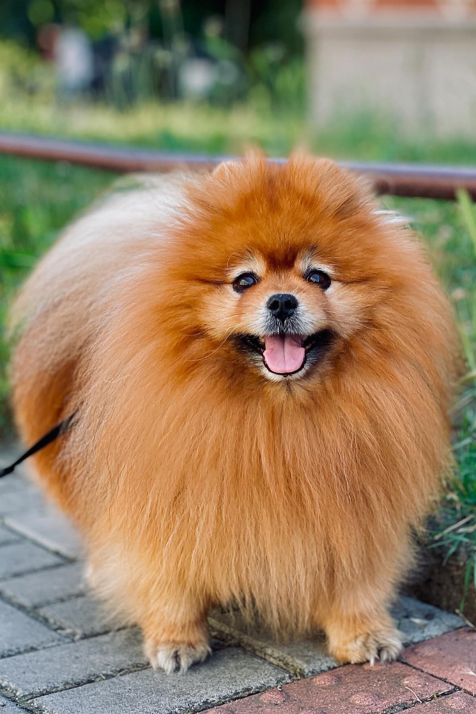 A brown pomeranian dog breed with a traditional hair style