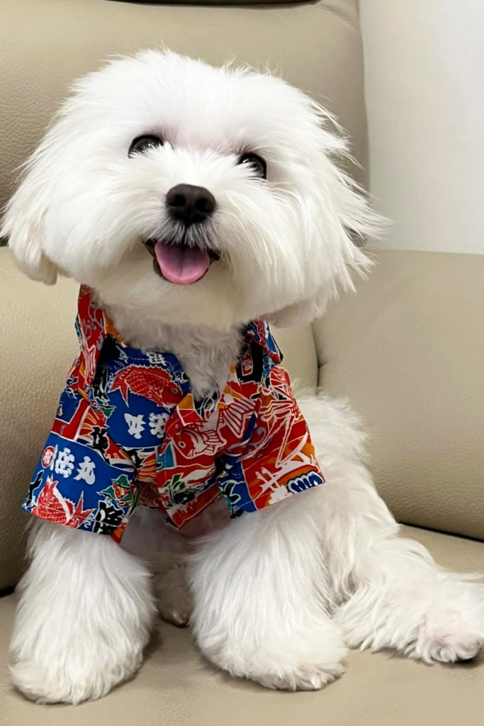 A cute Maltese dog sitting on a couch with a smile