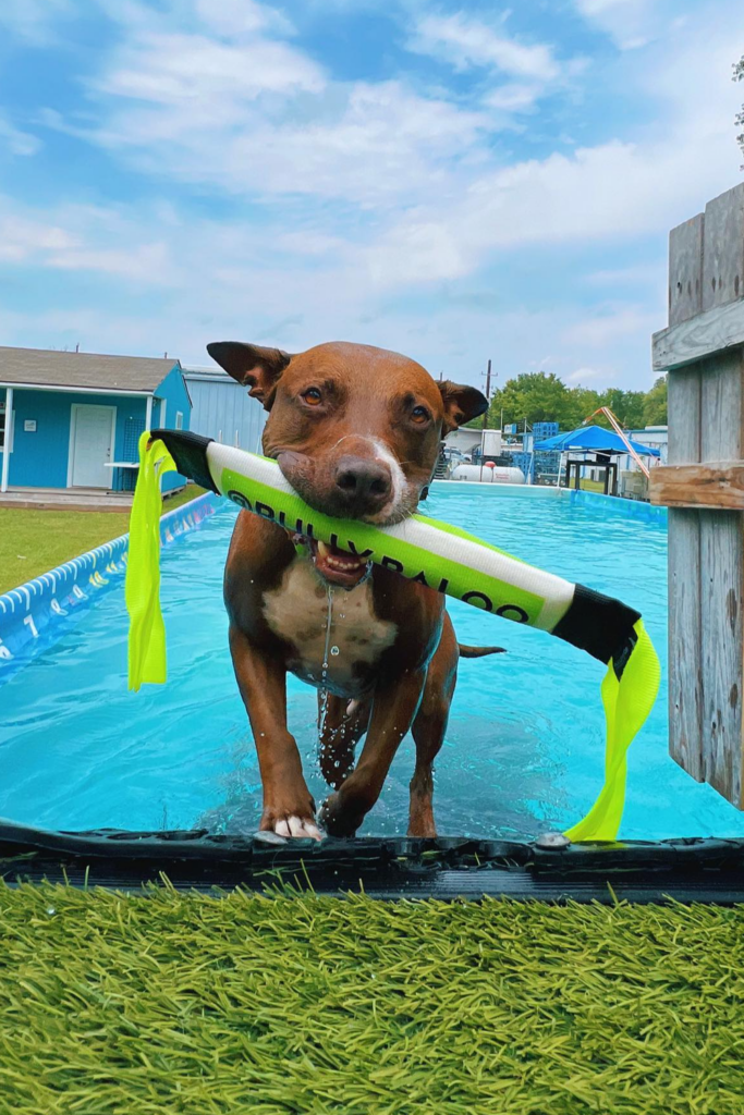 A dog coming out from a pool