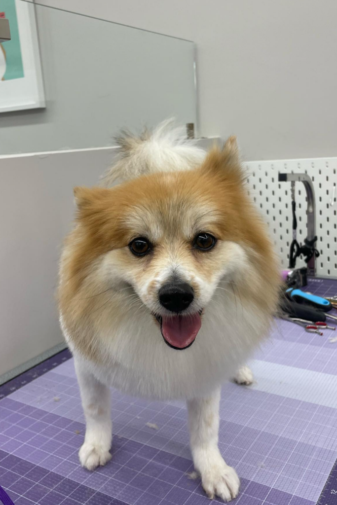A close-up shot of a Pomeranian on a grooming table, showing off his new lion haircut.