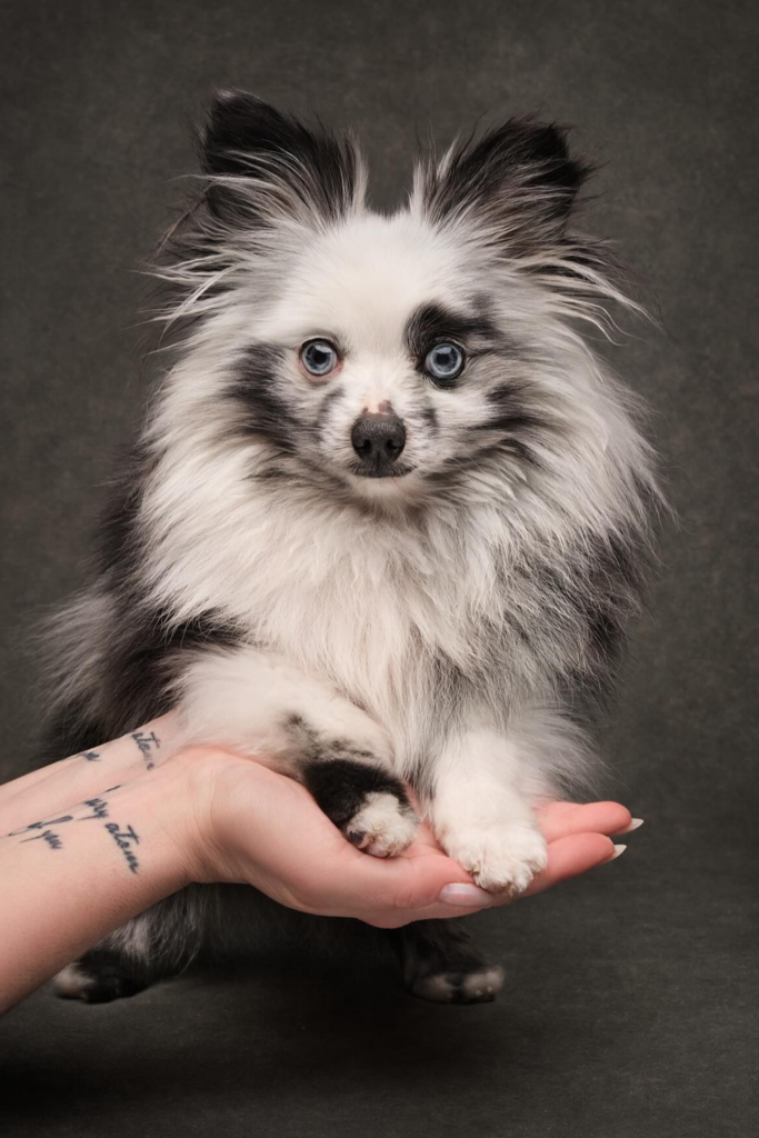 A senior Pomeranian dog with fringe fur posing for a photo