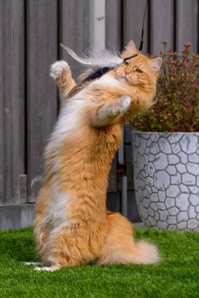 A long-haired cat stands on its hind legs, batting at a feather toy on a string