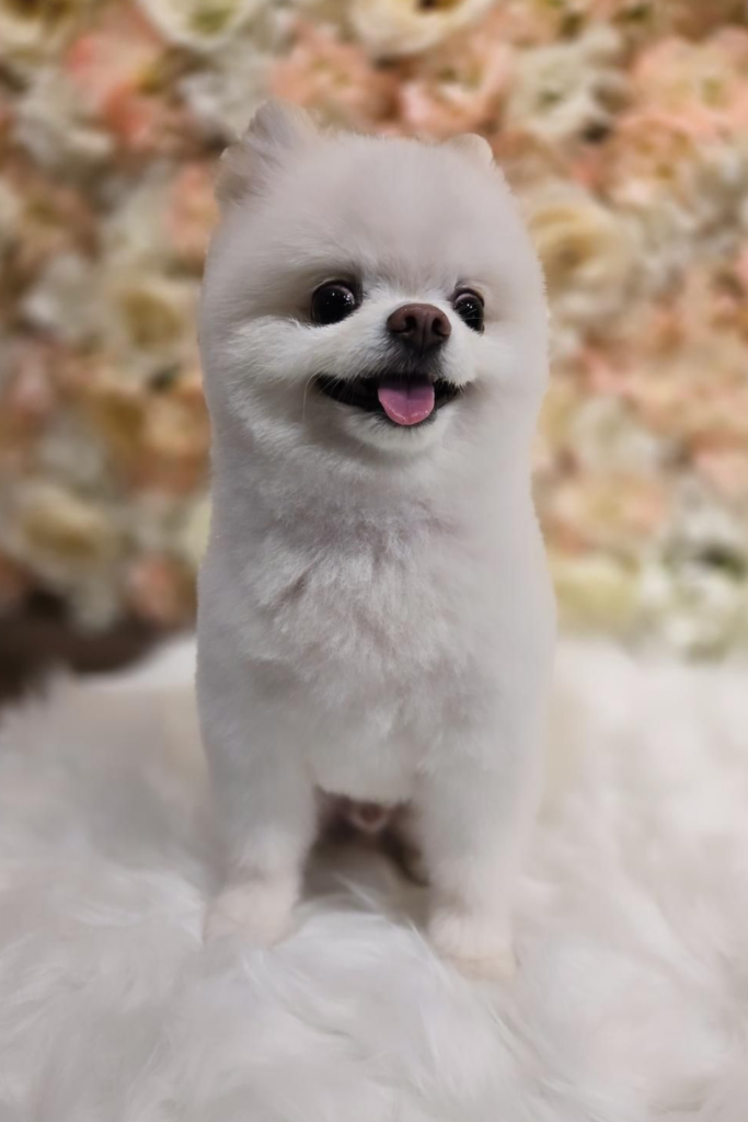 A white Pomeranian dog with a trimmed coat
