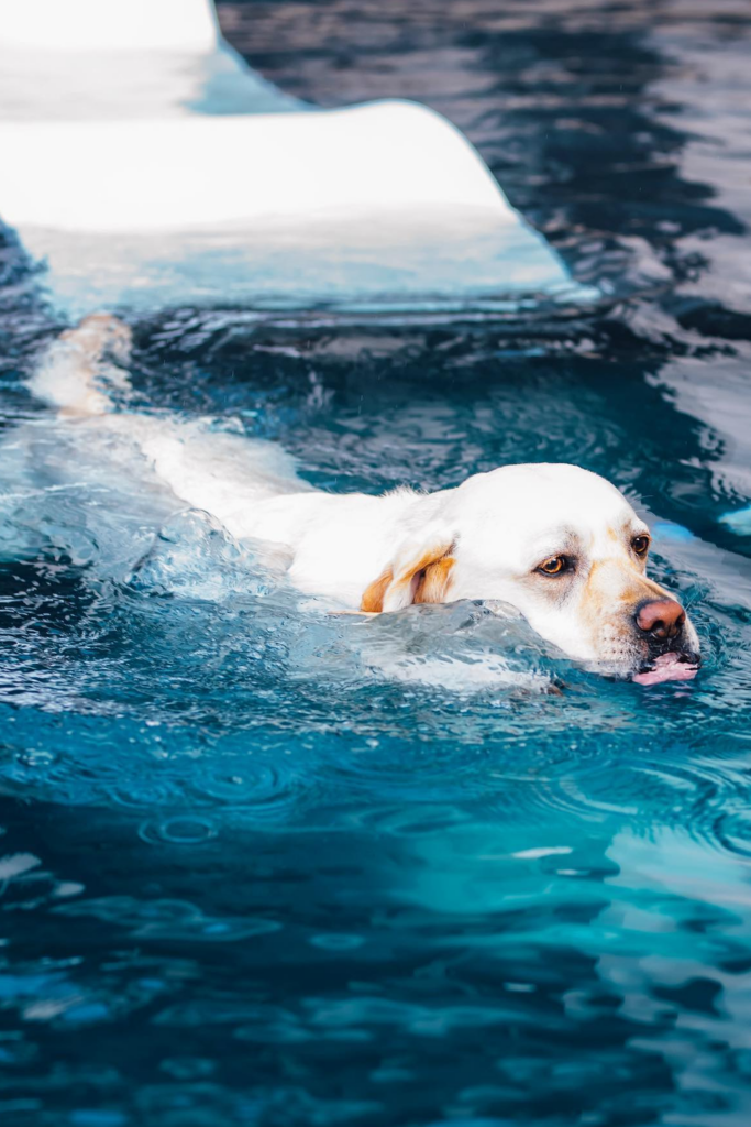 A white dog swimming in a pool