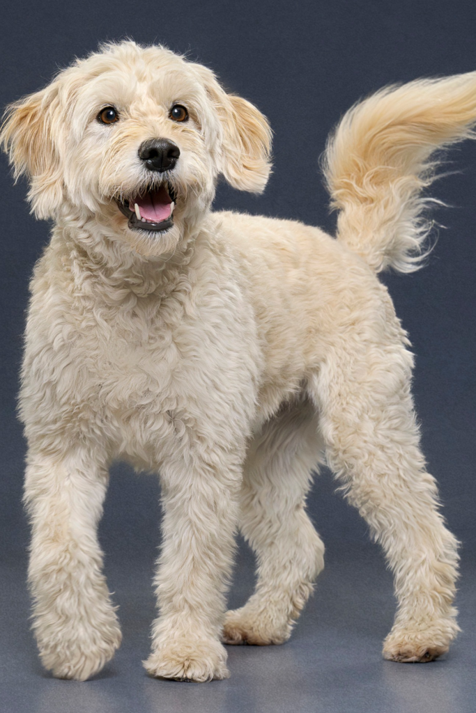 Goldendoodle with a kennel cut, a popular low-maintenance haircut.
