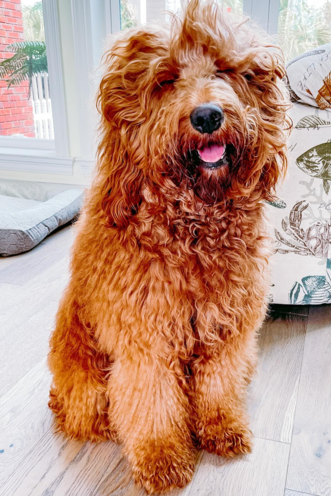 Adult Goldendoodle dog with unkempt hair