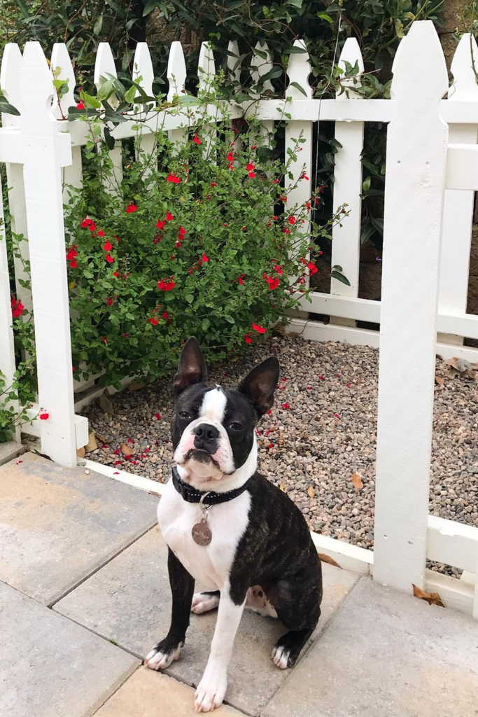 A french bulldog sitting in front of a designated outdoor potty area