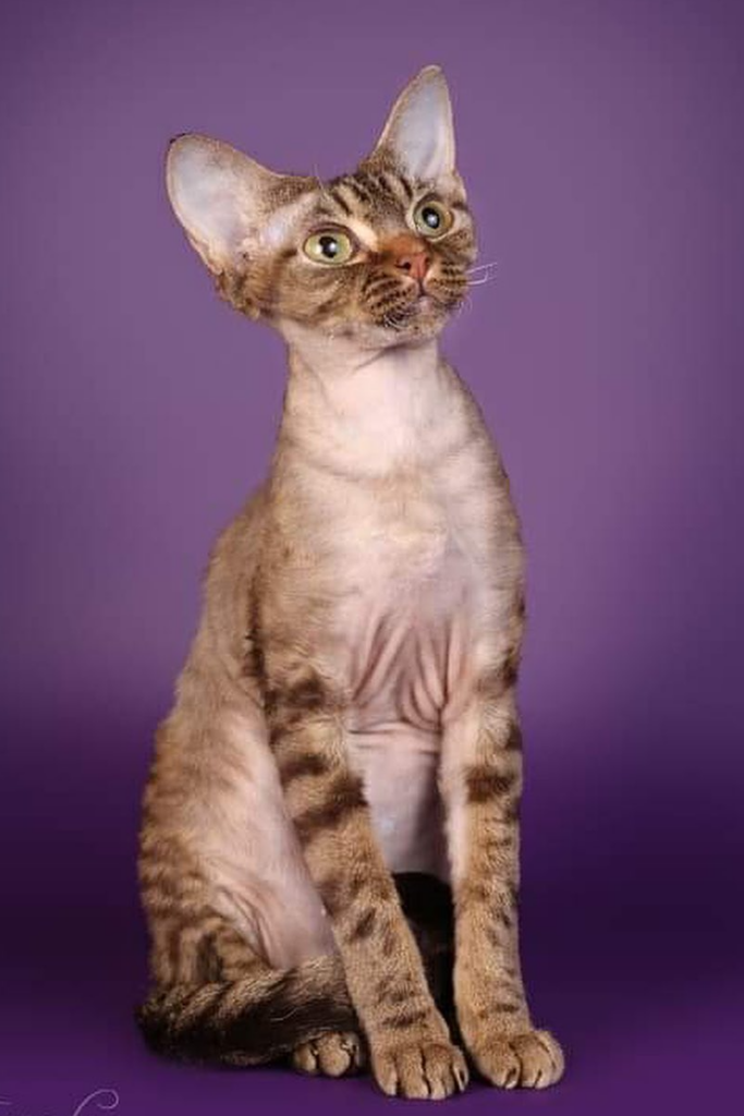 An adult Devon Rex cat posing for a photoshoot
