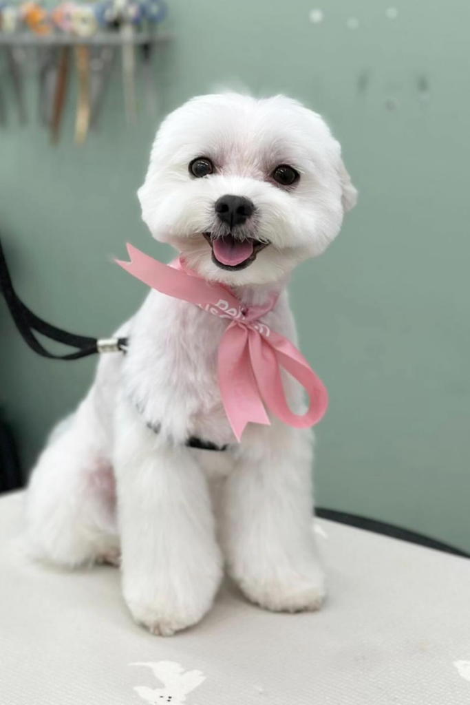 An adult Maltese dog sitting on a grooming table after getting a fresh haircut