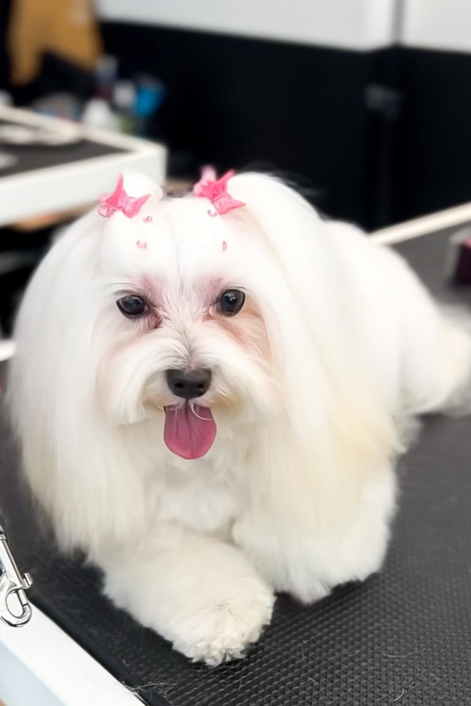 An adult Maltese dog with a show trim look