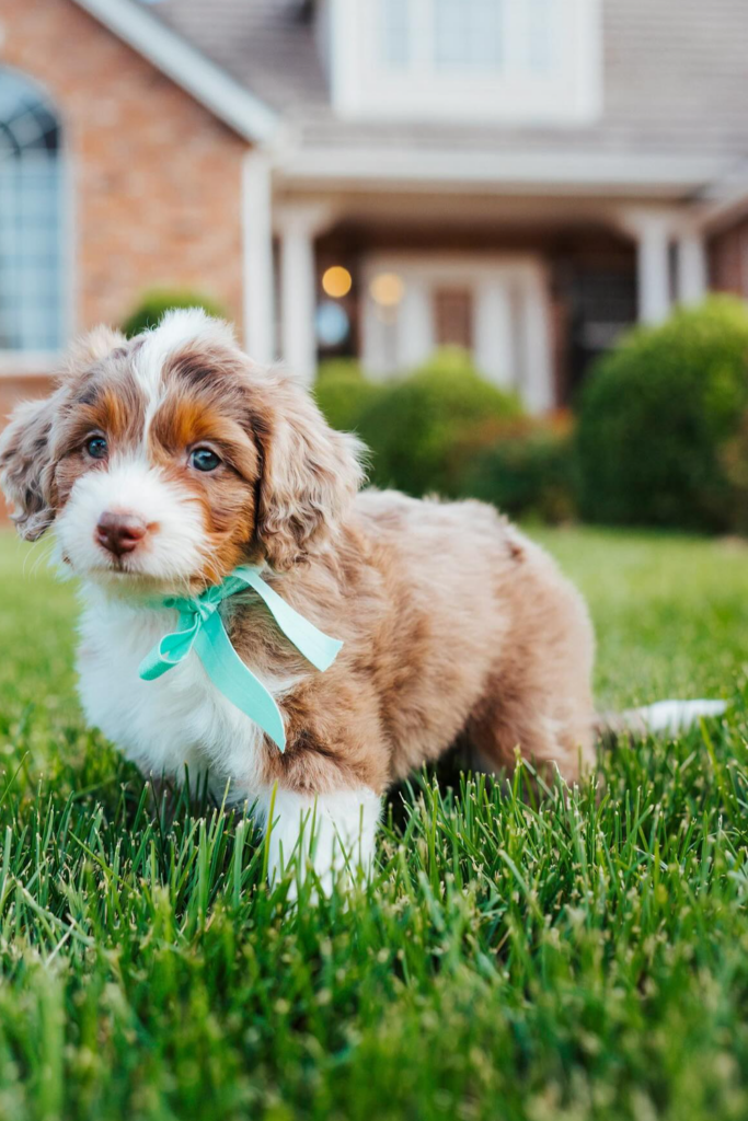 Aussiedoodle puppy with fluffy brown and white fur standing alert on vibrant green grass.