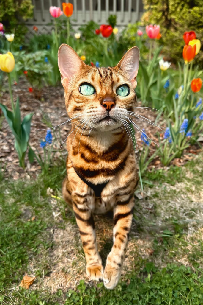 A sleek Bengal cat with rosette markings sits alertly amidst a patch of colorful wildflowers
