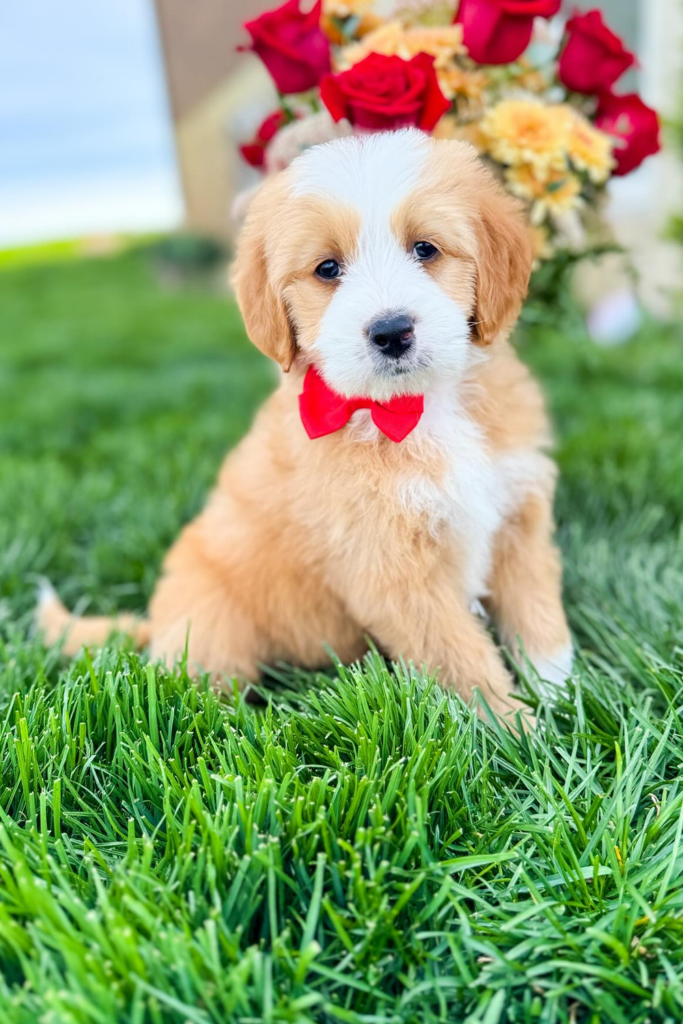 Adorable Bernedoodle puppy sporting a red bow tie sits for a photo on green grass, with red flowers in the background.