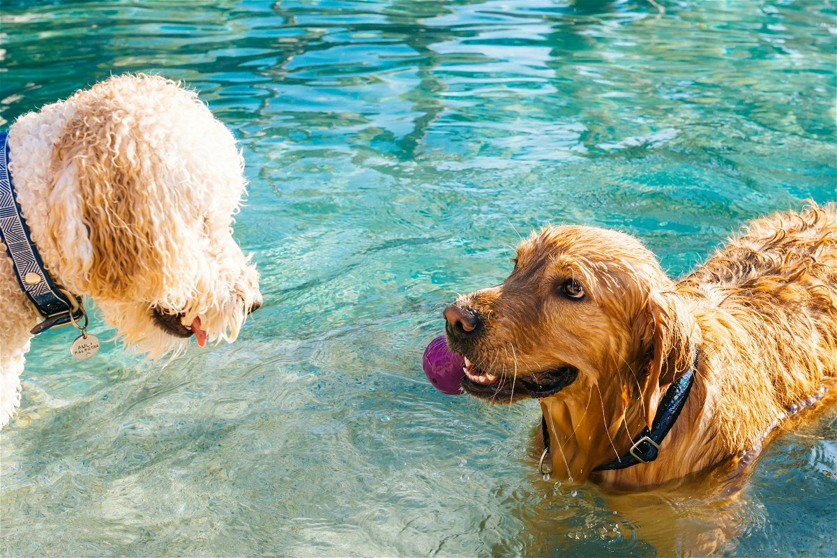 Best Dog Pools for Summer