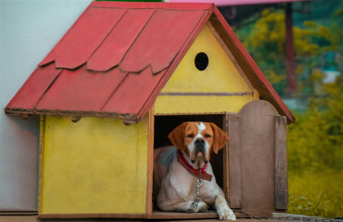Best Outdoor Dog Kennel Ideas