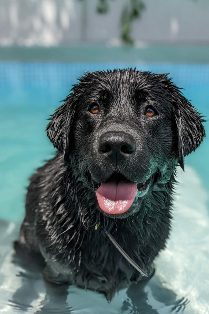 Black dog in a pool