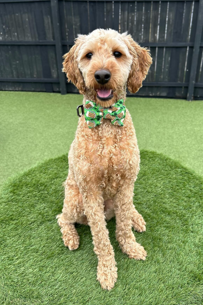 Brown Goldendoodle with a kennel trim sitting on grass