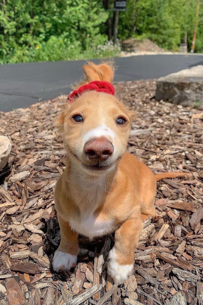 Brown Miniature Dachshund Puppy