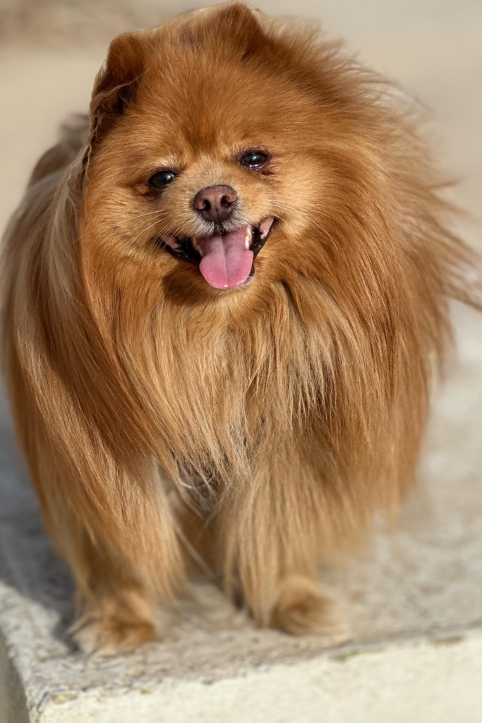 Happy brown Pomeranian with a big smile and flowing hair.