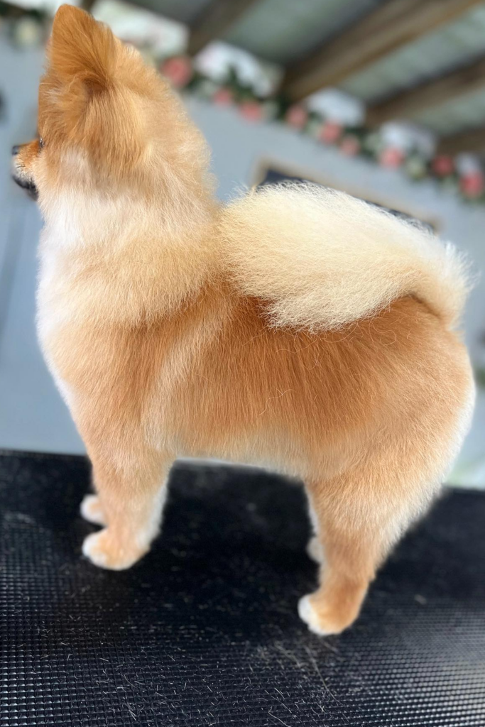 Brown Pomeranian with a fluffy tail