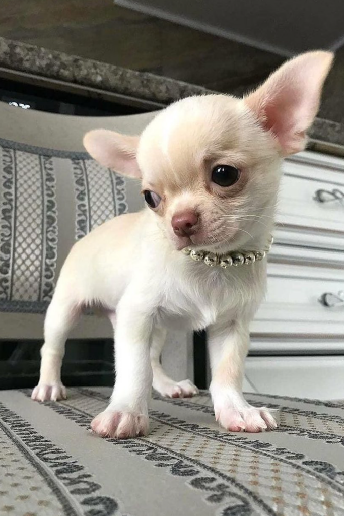 A small, wide-eyed Chihuahua puppy adorned with a necklace poses on a plush chair.