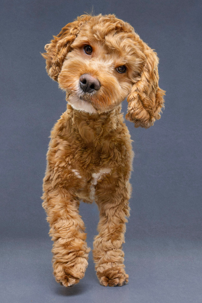 A close-up photo of a brown Cockapoo dog tilting its head curiously.