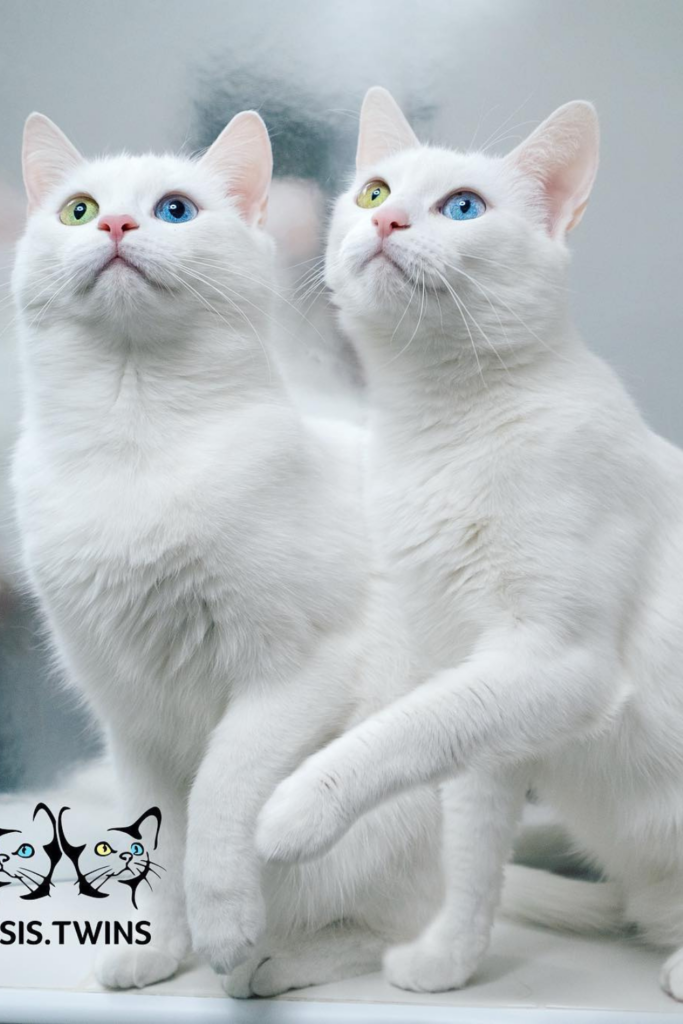 white cute kittens