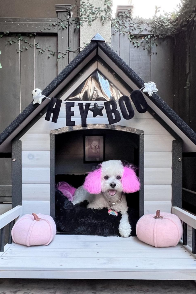 A small white dog with pink ear fur sits on the doorway of a cute outdoor kennel.