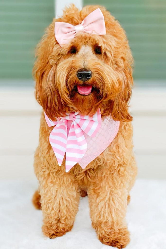 Cute Goldendoodle dog with a bandana and top knot