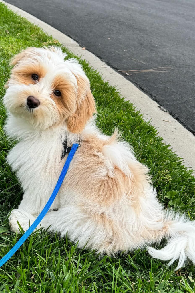 A cute Havanese dog on a leash sitting on green grass