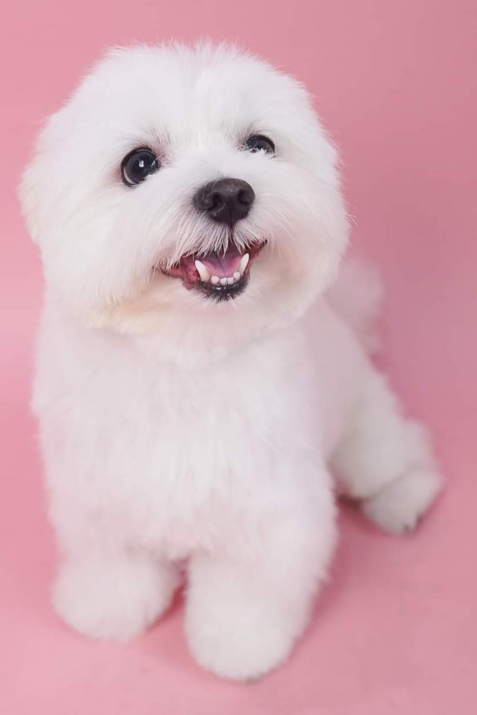 Cute Maltese dog sitting down and smiling to the camera
