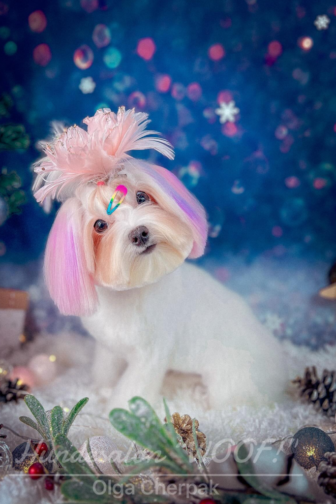 Cute Maltese dog with a colorful ponytail