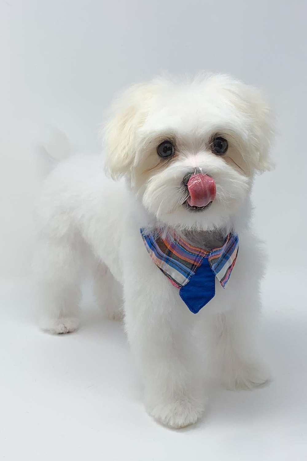 18 Dog Grooming Styles For Maltese (With Pictures)