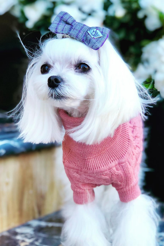 A small white Maltese dog wearing a pink sweater and a purple bow in its hair standing on a flat surface