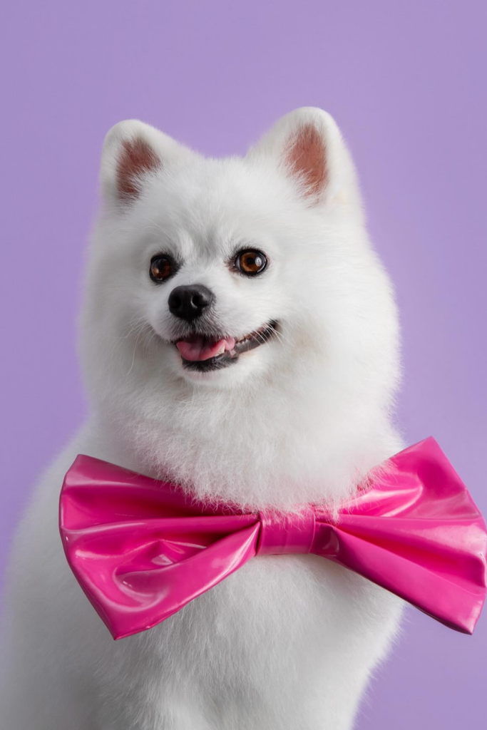 A close-up photo of a cute Pomeranian with a foxy hairstyle, wearing a bow tie