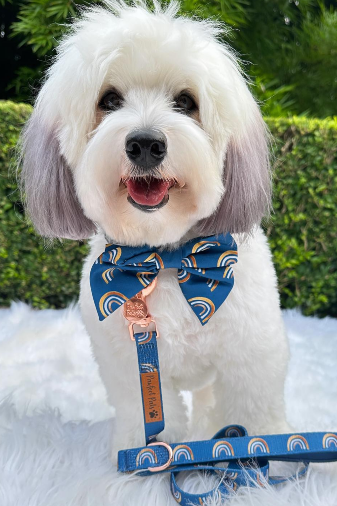 A small white Havanese dog, wearing a bow tie and leash