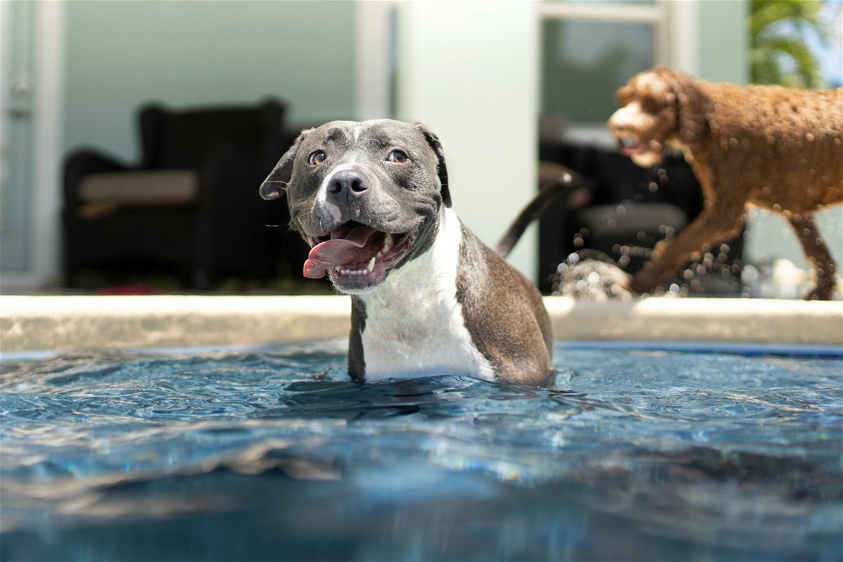 A brown and white pit bull terrier dog swimming in a pool in a backyard showcasing DIY Dog Pool ideas