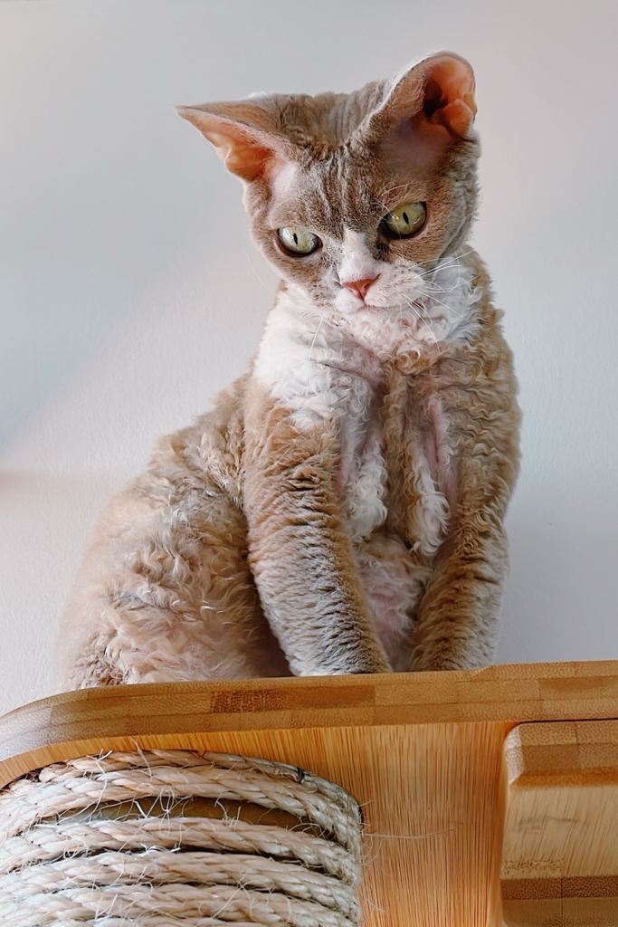 Devon Rex cat with large ears and expressive eyes sits perched on an elevated platform, looking down curiously.