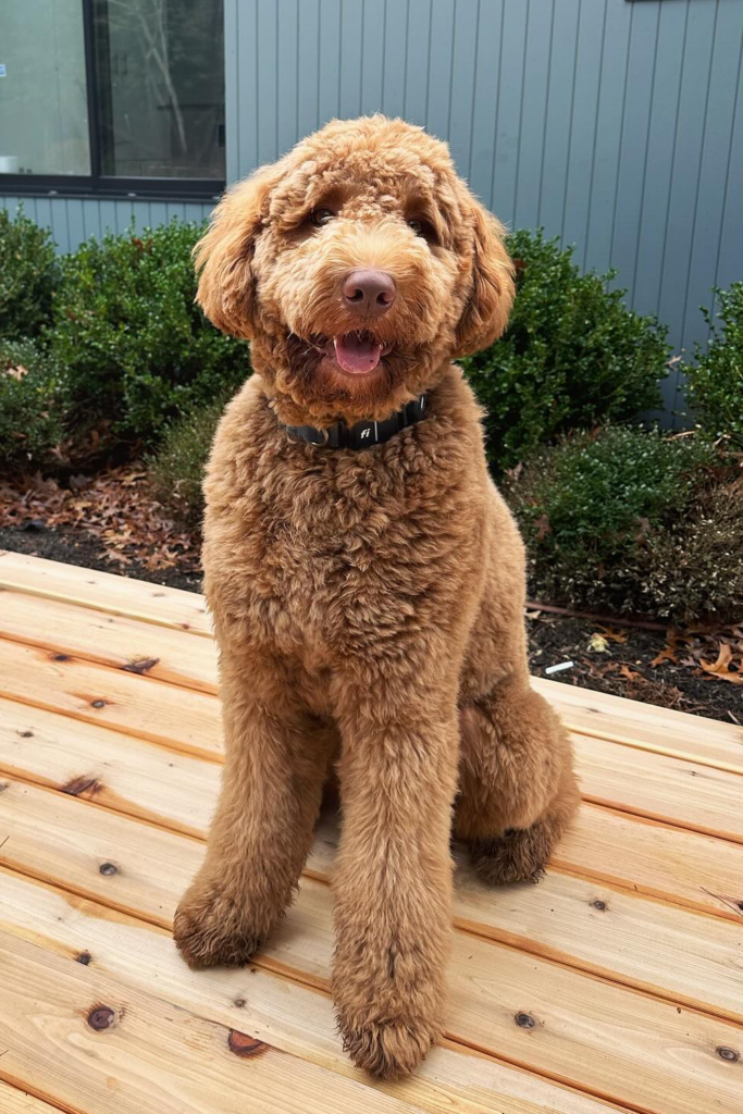 Dog Grooming Styles for Goldendoodles featuring a lamb trimmed brown dog
