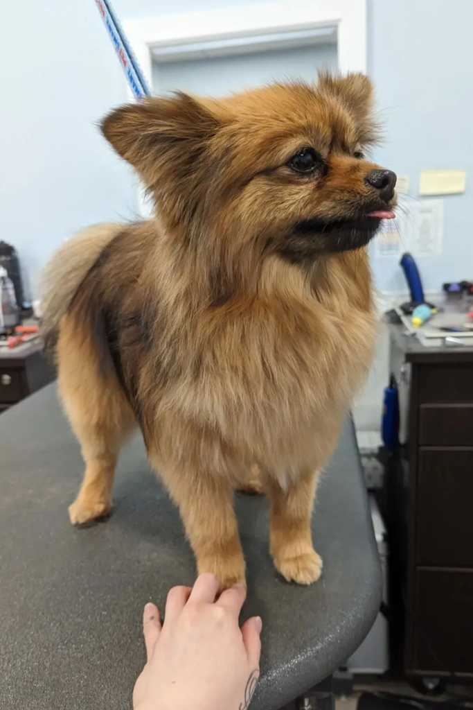 Dog Grooming Styles for Pomeranians