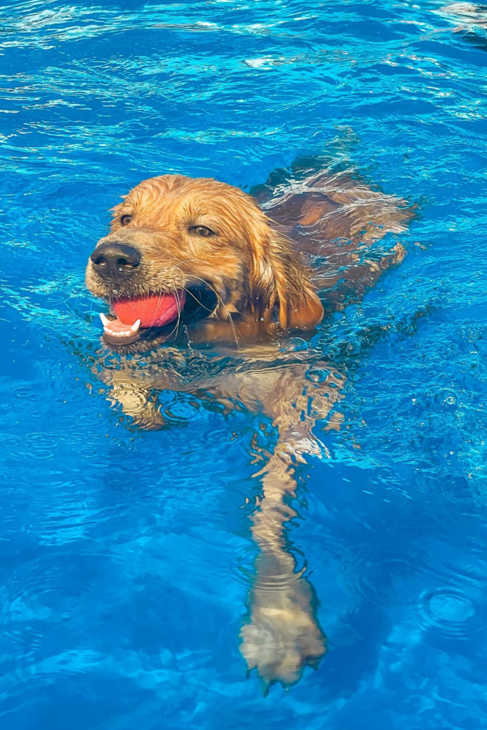 Dog Pools for Summer