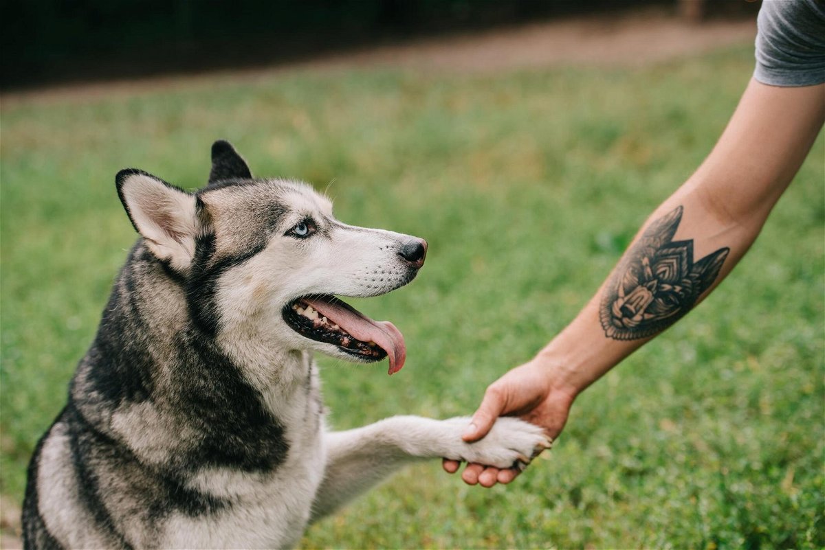 siberian husky dog giving paw to man showcasing cute dog tattoo ideas