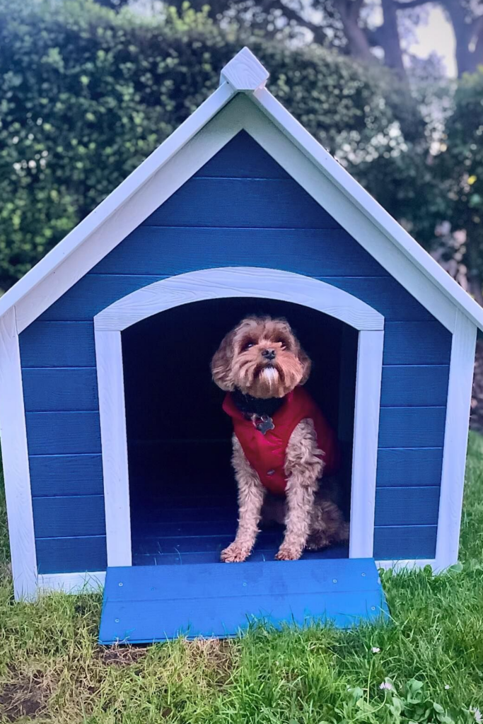 A small wooden dog house painted blue and white. The dog is sitting on the doorway